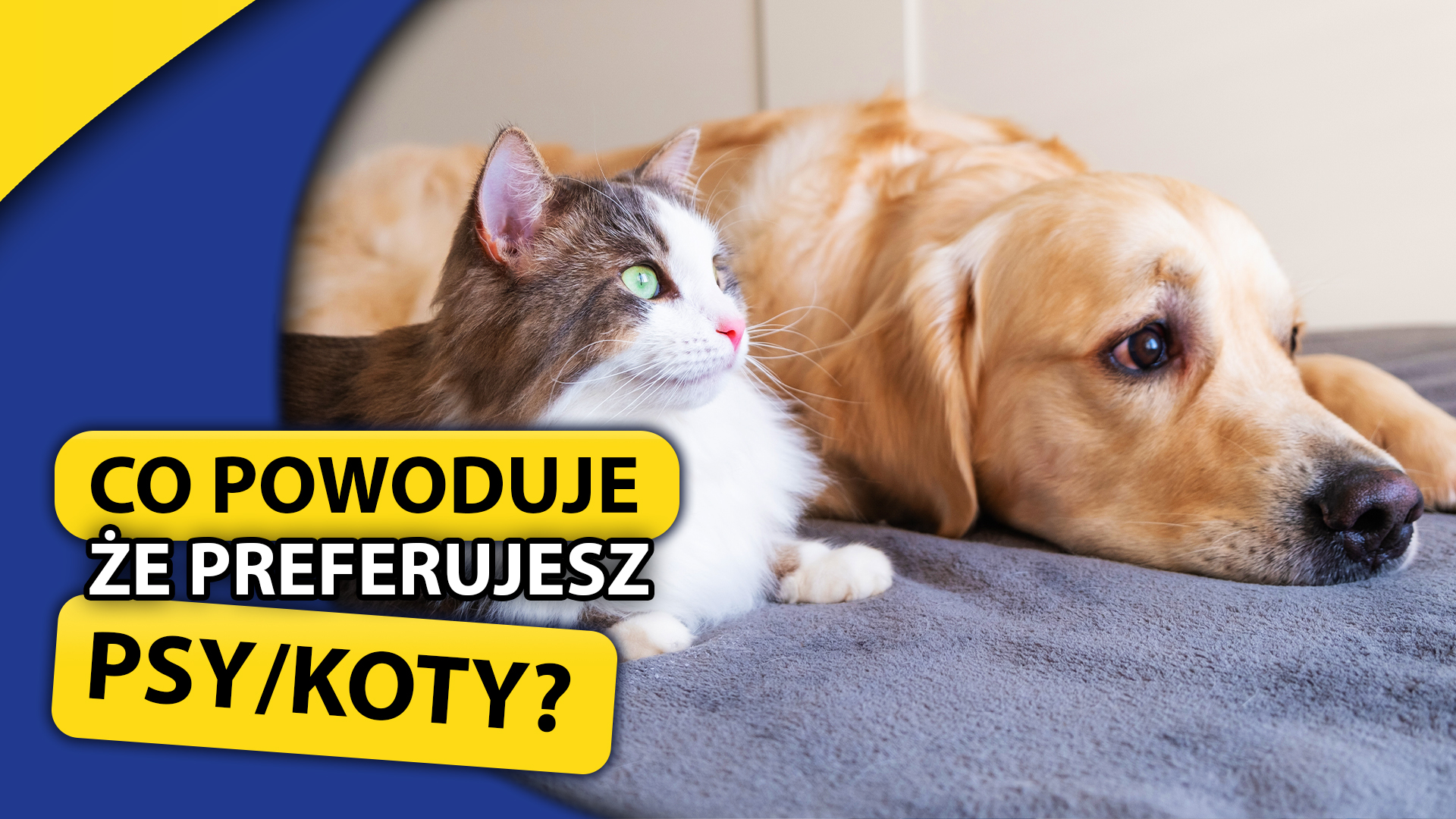 dlaczego preferujesz psy lub koty